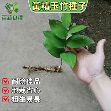 黃精玉竹種子 葳蕤 靠山竹 馬兒花 台灣原生種 林下植物 多年生 庭園美化 地被植物 半日照 耐陰 滋養植物 稀有