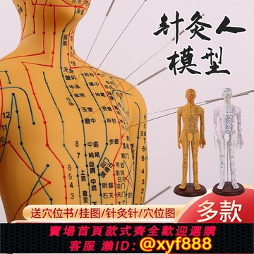 {可打統編 保固一年}刻字超清晰經絡男女人體模型 人體經絡模型中醫銅人針灸穴位模型