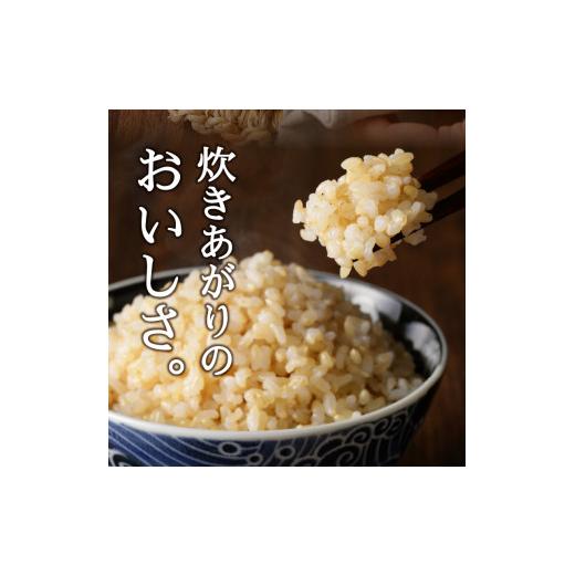 ふるさと納税 静岡県 焼津市 a10-596　 令和5年産新米 玄米 5kg コシヒカリ