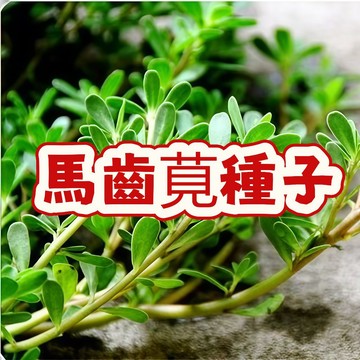 馬齒莧種子 耐熱耐旱 四季可播 綠鑽馬齒莧 蔬菜種子 肥嘟嘟 有機 家庭菜園 盆栽 陽臺種植 食用 自播 生命力強
