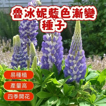 🔥 🔥 魯冰妮藍色漸變 魯冰花種子一份20粒 四季易種 多年生 耐寒室內陽臺 庭院 盆栽 羽扇豆花種子 花卉種子