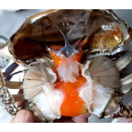 北海道北斗産　内子入り　ワタリガニ　1kg