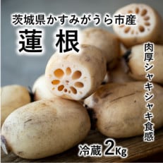 肉厚でシャキシャキの食感と甘みが特徴　　掘りたて れんこん　2Kg(2～4本)