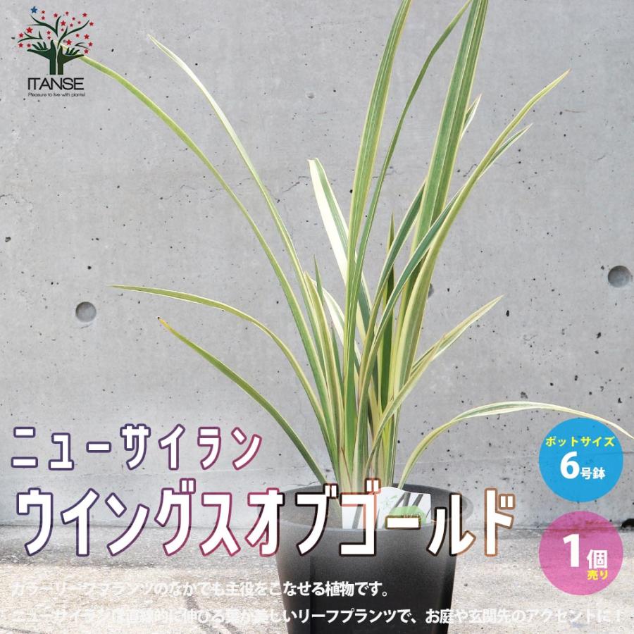 送料無料】ニューサイラン(入才蘭) ウイングスオブゴールド【花苗 6号ポット大苗 多年草・カラーリーフ／1個売り】オーナメンタルプランツ 多年草  園芸品 通販 LINEポイント最大0.5%GET LINEショッピング