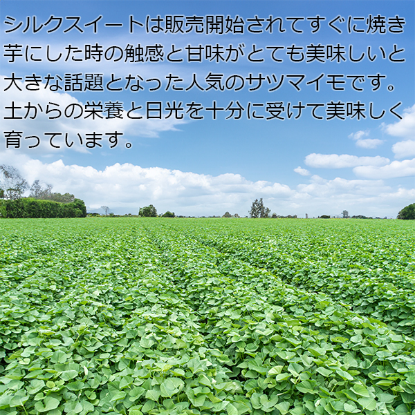 さつまいも シルクスイート Mサイズ 約20本 約5kg 千葉県産 焼き芋 スイートポテト 大学芋