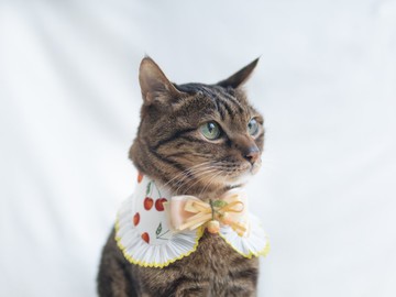 【 サクランボ 】寵物領巾 貓咪/狗狗 車厘子 櫻桃領巾 - 黃