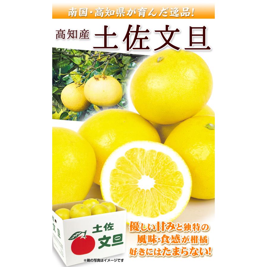 みかん 10kg 文旦 お買得 高知産 ご家庭用 ぶんたん 送料無料 食品