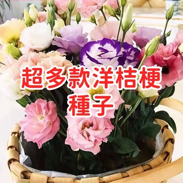 【超多款洋桔梗種子】  花香味濃 台灣花卉種子 桔梗花種 易種盆栽 觀賞植物 多色混合 送禮自用 花園陽台種植