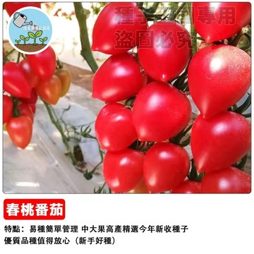 🍅【心形超甜】春桃番茄種子 粉玉水果番茄 中果番茄 愛心番茄 陽台盆栽 家庭農園 生吃聖品
