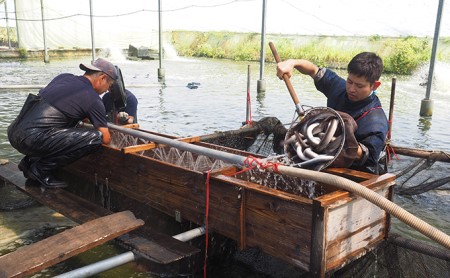 うなぎ 国産 浜松 浜名湖 鰻 蒲焼き 2尾 100g以上×2本入 国産うなぎ さんしょう たれセット