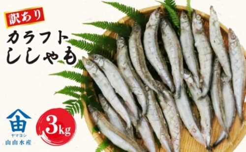 訳あり ししゃも ３kg カラフト 丸干し 干物 ひもの  セット 冷凍