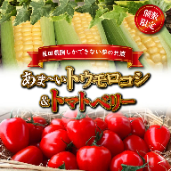 あま～いトウモロコシ＆トマトベリー　長田農園しかできない夢の共演　 H004-158