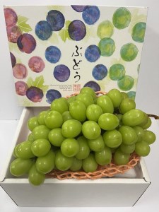  ［お届けは8月中旬予定］ 大府市農園直送 完熟シャインマスカット 家庭用 2房（合計1Kg）    シャインマスカット 完熟シャインマスカット 大府産シャインマスカット ぶどう  大府産ぶどう ぶどう先行予約