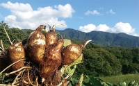 [特選]山形名物 洗い里芋 3kg(500g×6袋) FZ23-136