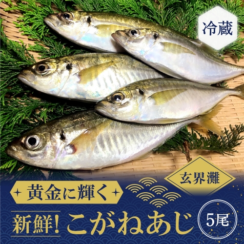 新鮮！こがねあじ×5匹