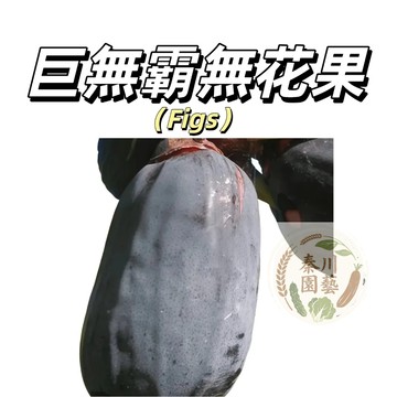 嘉義現貨（巨無霸無花果種子WHG-7）無花果種子 庭院陽台無花果樹苗種子春秋播種盆栽種植多年生