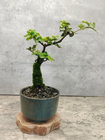 莢迷陶盆小盆栽   植物 盆栽