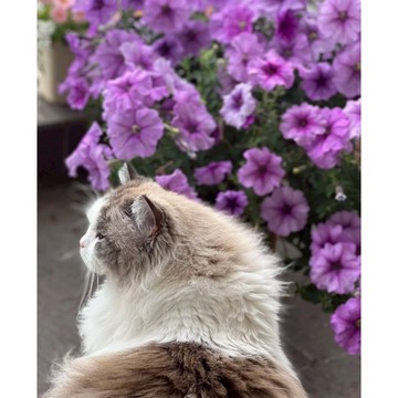 台灣現貨現發 開花機器 矮牽牛花種子 多色可選 庭院陽臺室內外觀賞 盆栽花卉種子 新手易種植