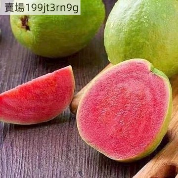 現貨 芭樂種子（250粒）番石榴 紅心芭樂 白心芭 樂西瓜芭樂 水果種子庭院果園種子超低價 草莓芭樂  高產 水果種子