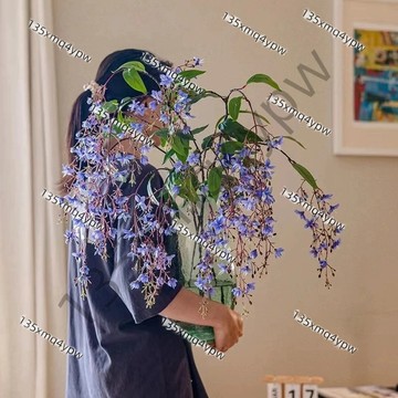 台灣現貨 垂絲茉莉種子（100粒）四季種植 濃香垂枝茉莉花盆栽花卉陽臺植物濃香型室內四季開花 垂吊花卉 輻蚊驅蟲花卉種子