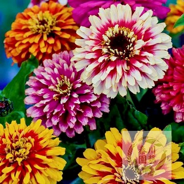 現貨速發（雙色百日草種子BRC-11 ）（100粒種籽）混色百日草 百日花 Zinnia 百日菊 火球花墨西哥百日草種籽