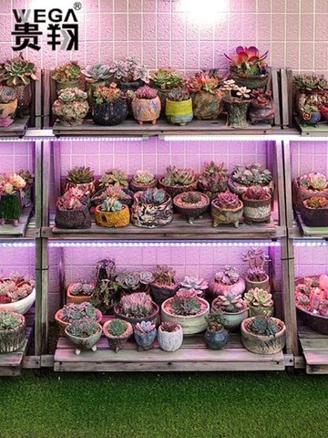 補光燈補光燈上色全光譜LED蔬菜蘭花卉育苗食蟲草仿太陽植物生長燈衣間迷你