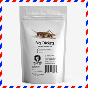 [昆虫食] フタホシコオロギ Big Crickets 15g TIU0003