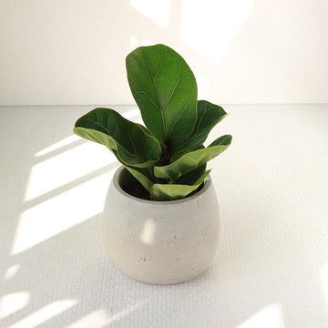 植栽 盆栽 l 琴葉榕 大瓶口胖U水泥盆 提琴盒形狀葉片 強散光