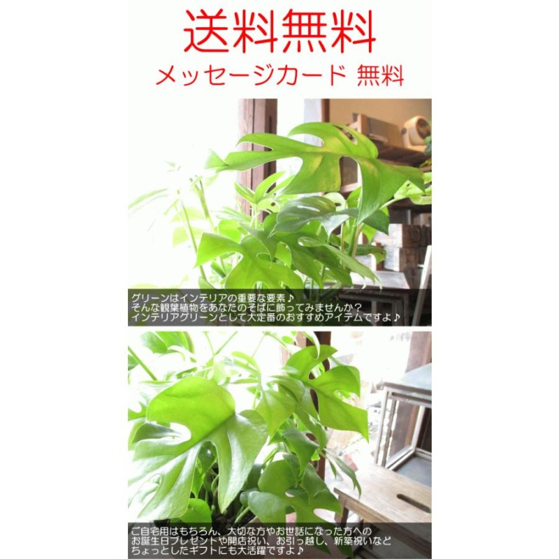 姫モンステラ ヒメモンステラ 5号鉢サイズ 鉢植え ペルツーサ 薫る花 観葉植物 おしゃれ インテリアグリーン アジアンテイスト 小型 ミニ |  LINEブランドカタログ