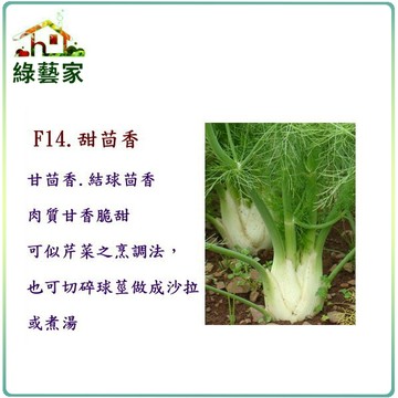 【綠藝家】大包裝F14.甜茴香種子40克(約8500顆)