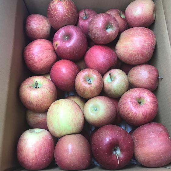 販売期間2024 02 29まで 果物 りんご わけあり 青森県産りんご サンふじ 加工用 10kg以上 産地直送