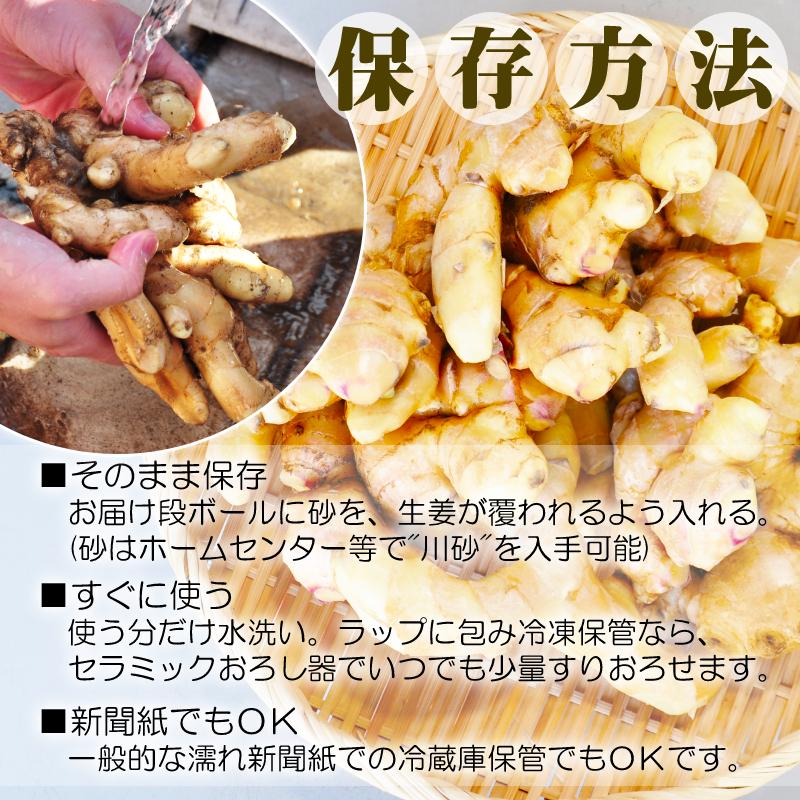 鳥取県産 熟成 生しょうが 2kg 茲矩(これのり)生姜 はらだ農産 産地直送 ショウガ ジンジャー