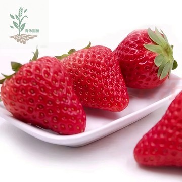 青禾園藝（日本鬼怒甘草莓種子）CM-5 大果紅草莓~甜度高~紅美人貴族草莓四季播種水果種子#甜度極高