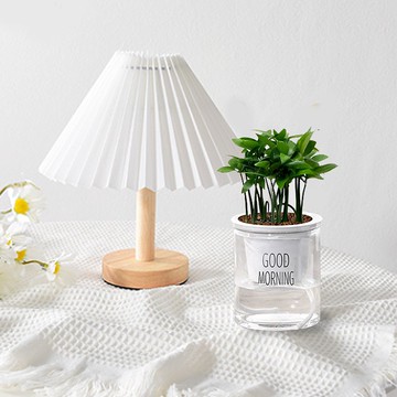 植栽 室內盆栽 竹柏 日本艾草 懶人盆栽