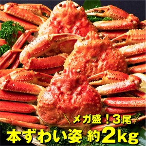 メガ盛り 約2kg ボイル本ズワイガニ 姿 800g 3尾 特大 ズワイ蟹 ずわいがに ずわい蟹 カニ かに 海鮮 ギフト 札幌中央卸売市場 グルメ お