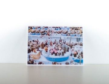 攝影明信片 | 仙人掌 - 花草微風景