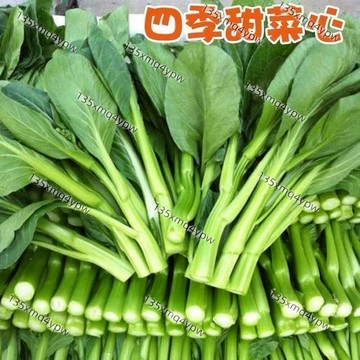 現貨 四季菜心（100粒）四季種植 多茬采收 油菜花種子黃油菜花青甜菜種子粗條小青菜種子四季播種農家蔬菜種子#葉菜