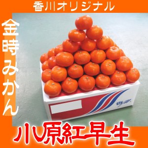 ご予約 香川オリジナル 金時みかん 濃厚で高糖度 小原紅早生 5kg