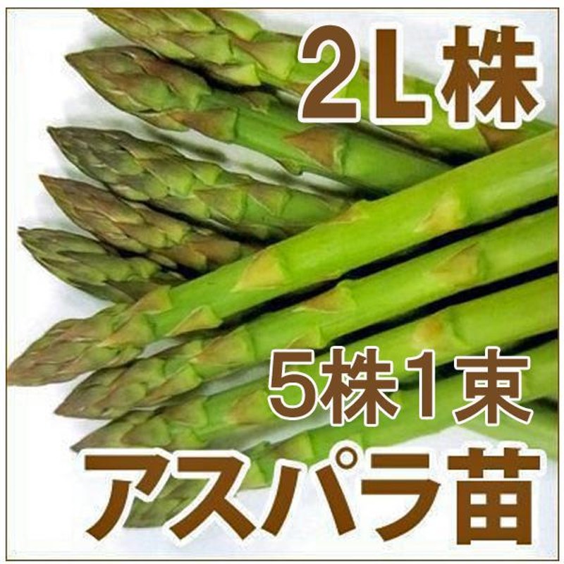 野菜の苗 ウェルカム アスパラガス苗・アスパラ苗 2L株/素掘り株 5株1