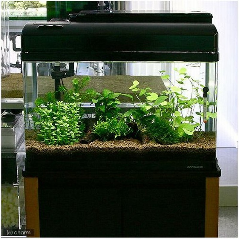 水草 おまかせ ２灯用レイアウトセット 流木付 ６０ｃｍ水槽用 ６種 １パック 沖縄別途送料 北海道航空便要保温 通販 Lineポイント最大0 5 Get Lineショッピング