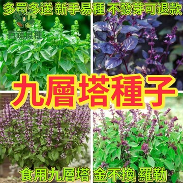 【現貨｜台式香草】【九層塔種子】大葉九層塔（大葉羅勒）紫色九層塔種子 紫色羅勒 食用香草 陽台庭院盆栽蔬菜種子