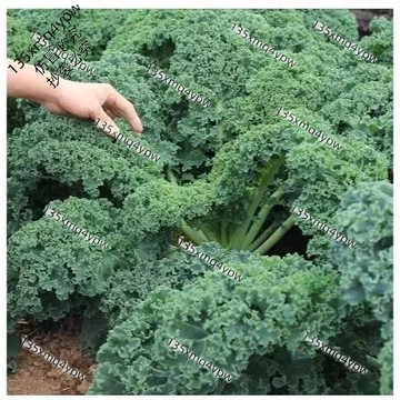 台灣現貨 羽衣甘藍種子（500粒） 四季播種 有機高鈣耐寒食用橄欖菜 大田盆栽 易種植葉牡丹、牡丹菜蔬菜種子 可生吃