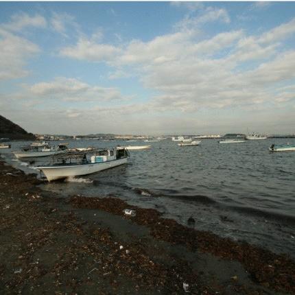 海苔　横須賀名産　江戸前海苔　走水産７帖入り