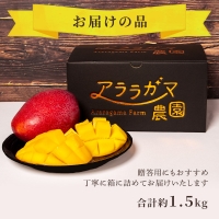 2024年 先行予約 アップルマンゴー 約1.5kg プレミアムな美味しさ マンゴー 果物 フルーツ