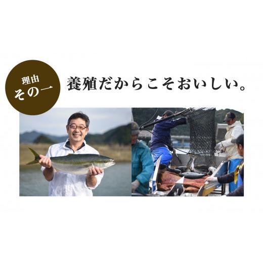 ふるさと納税 高知県 大月町 脂乗りバツグン！養殖ブリ活〆半身(1.2kg〜)