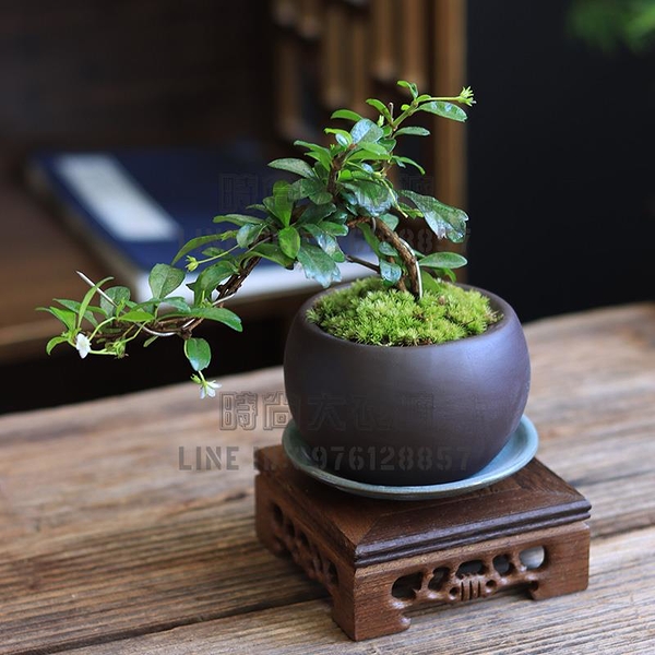 天然古木 玉杢 泡杢 花台 香台 盆栽台 平台 天然古木 玉杢 泡杢