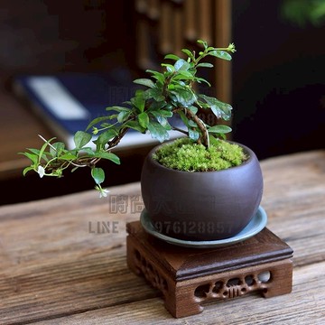 紫砂陶瓷花盆造型懸崖福建茶小綠植盆栽茶幾庭院盆景窗臺桌面室內【時尚