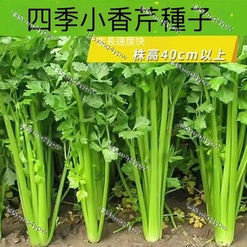 台灣現貨 芹菜種子（500粒） 四季種植 四季小香芹種子陽台盆栽芹菜籽種大全四季農田菜園蔬菜種子 多茬采收