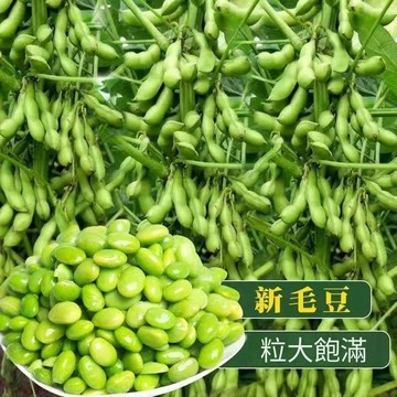 🫘（毛豆種子）今年新種 大粒毛豆種子 早熟高產蔬菜種子 盆栽毛豆新鮮春播夏播抗病耐熱