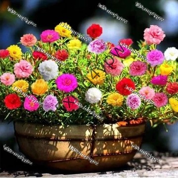 熱銷 24H發貨【重瓣太陽花種子】（500粒） 花海種子 四季播種易活 四季開花不斷 室內外陽臺盆栽種植觀賞花卉種子
